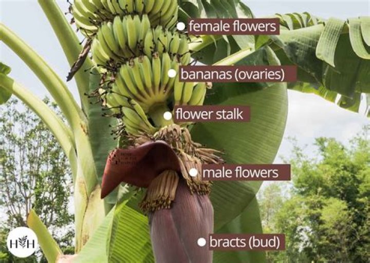 What are the parts of a banana tree