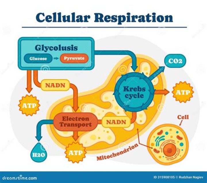 What are the products of cellular respiration including glycolysis