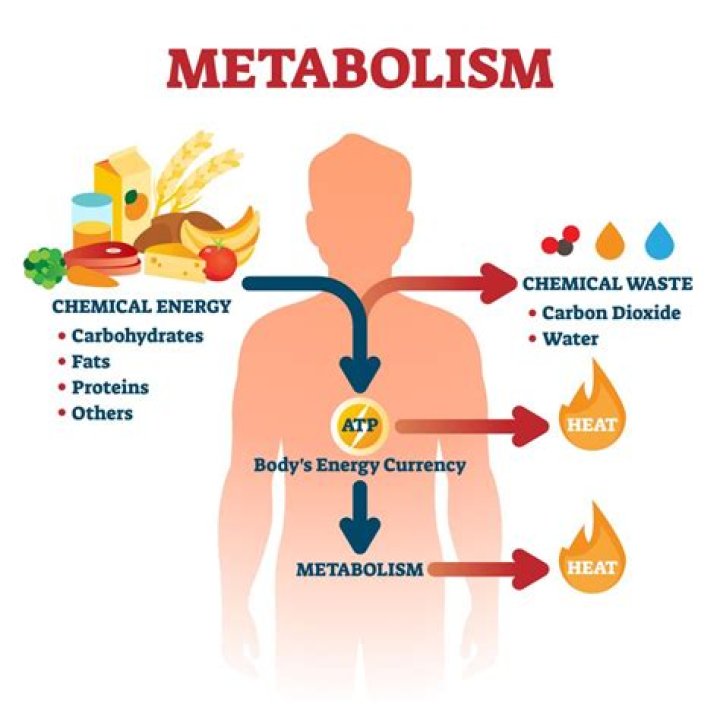 What are the reactions of metabolism?