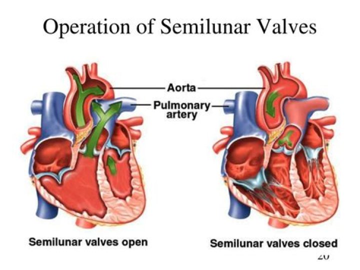 What are the Semilunar valves of the heart