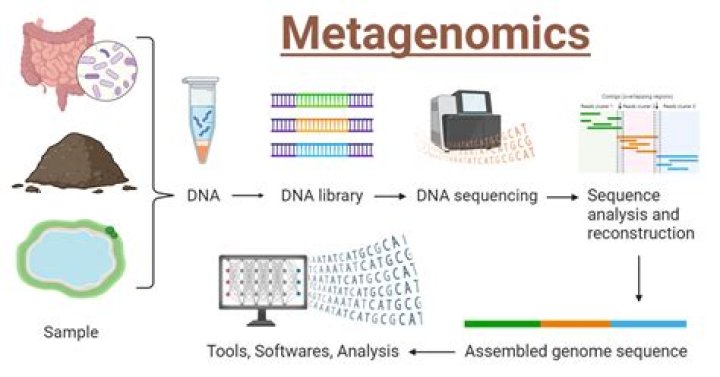 What are the steps in the shotgun approach to whole genome sequencing mastering bio