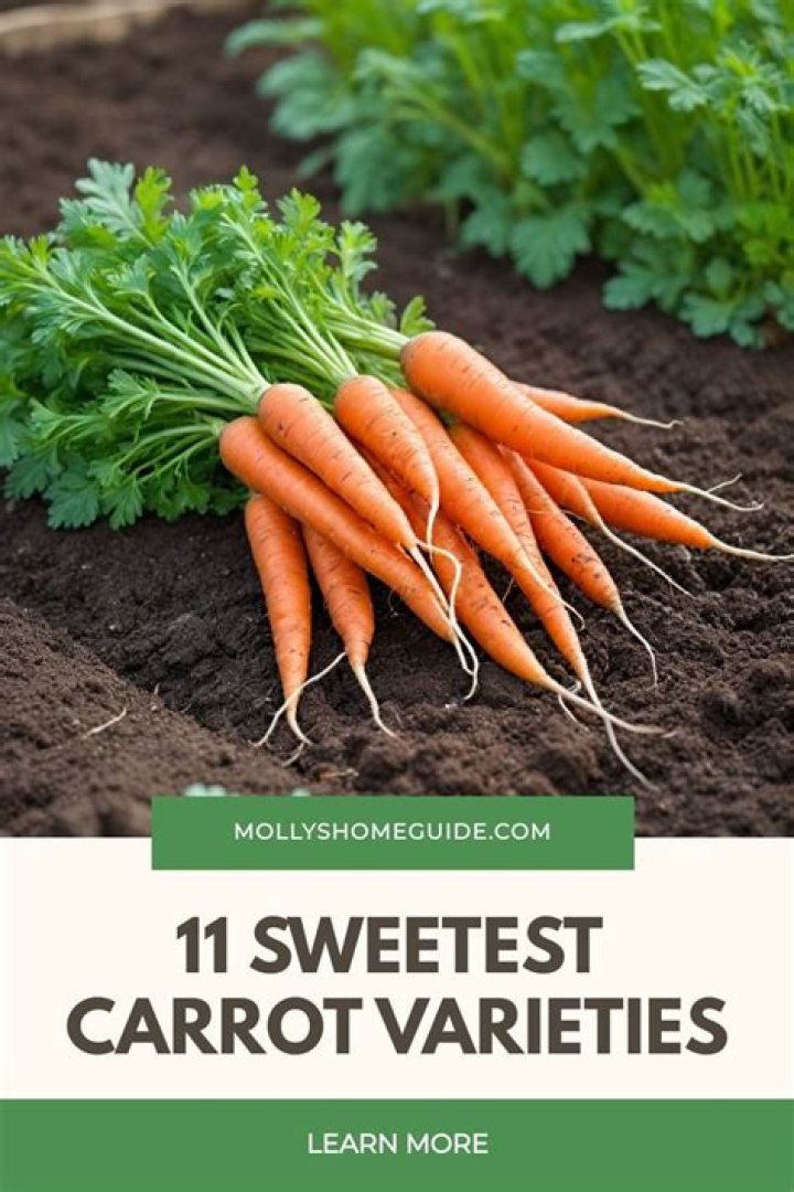 What are the sweetest carrots