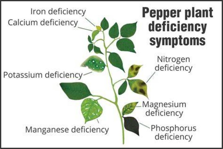 What are the symptoms of iron deficiency in plants?