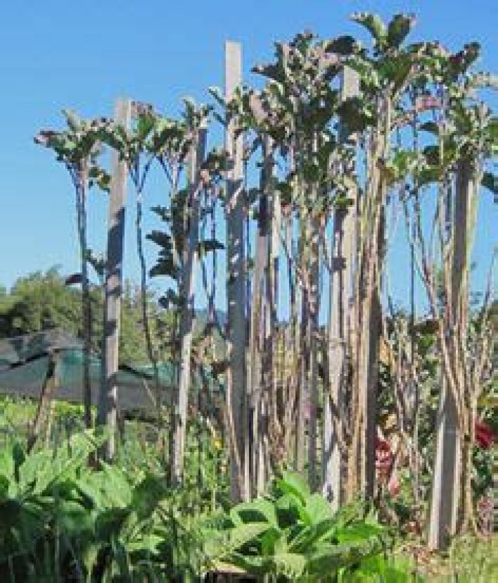 What Are tree collards