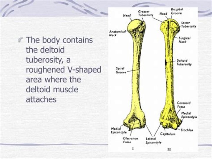 What attaches to the deltoid tuberosity
