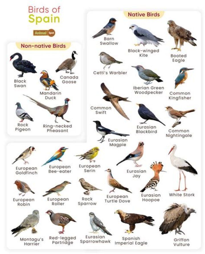 What birds are native to southern Spain?