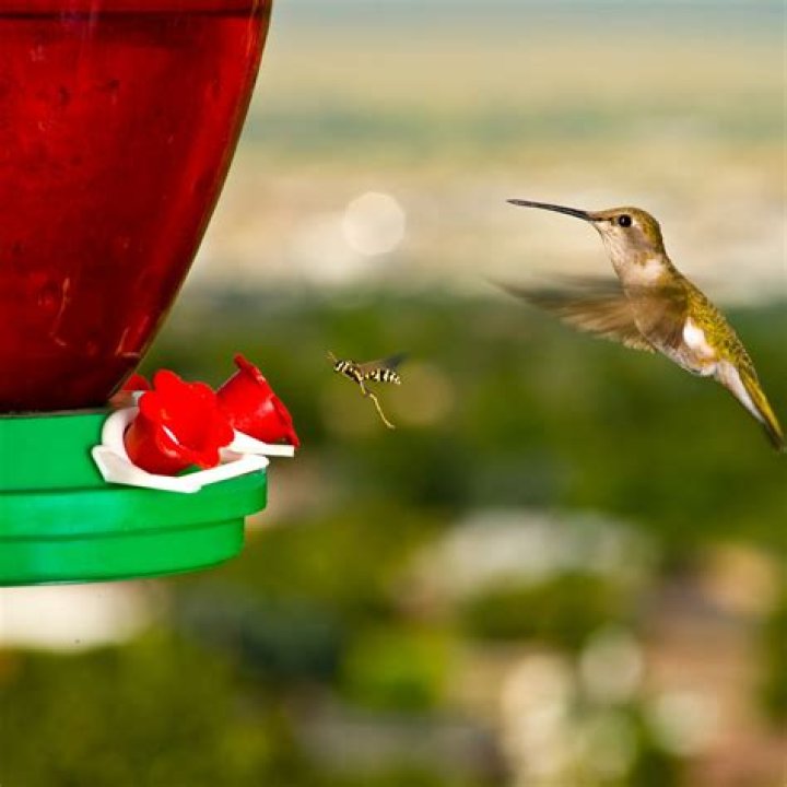 What birds eat from hummingbird feeders