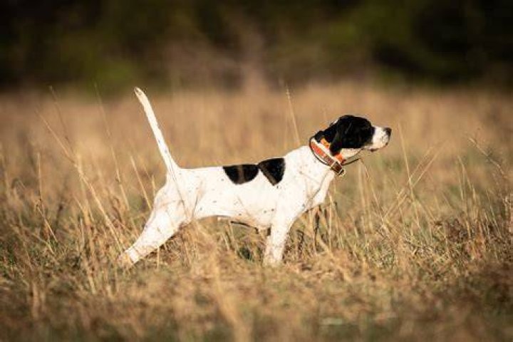 What breed of dog is a bird dog?