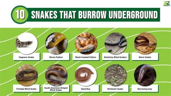 What burrows in the ground in Florida