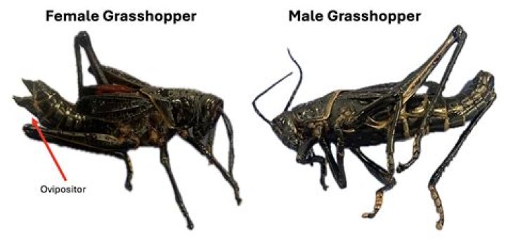 What can Grasshoppers do to humans