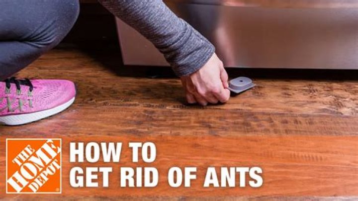 What can I buy to get rid of ants
