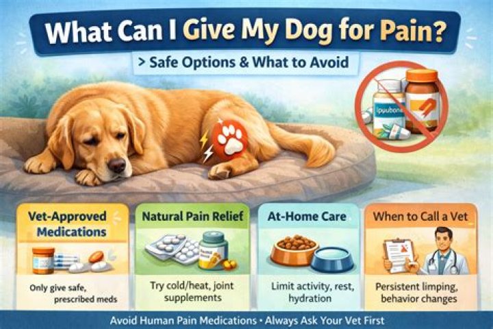 What can I give my dog for not feeling well