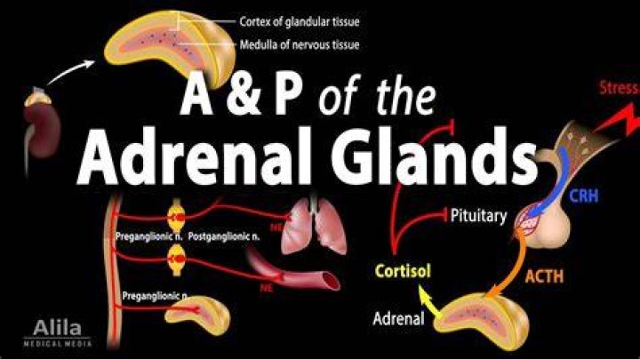 What causes adrenal glands to release adrenaline?