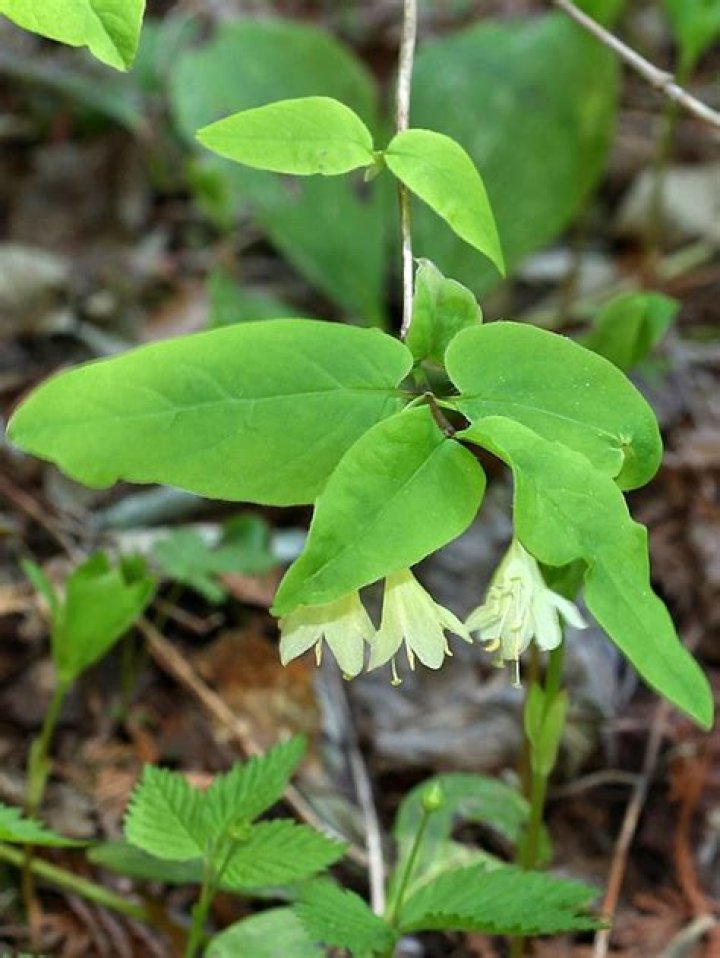 What causes brown leaves on honeysuckle