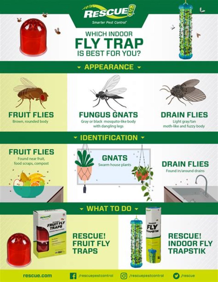 What causes little fruit flies in house?
