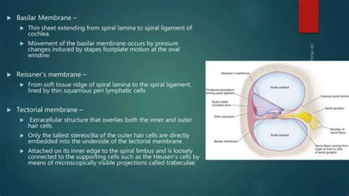 What causes the Tectorial membrane to move