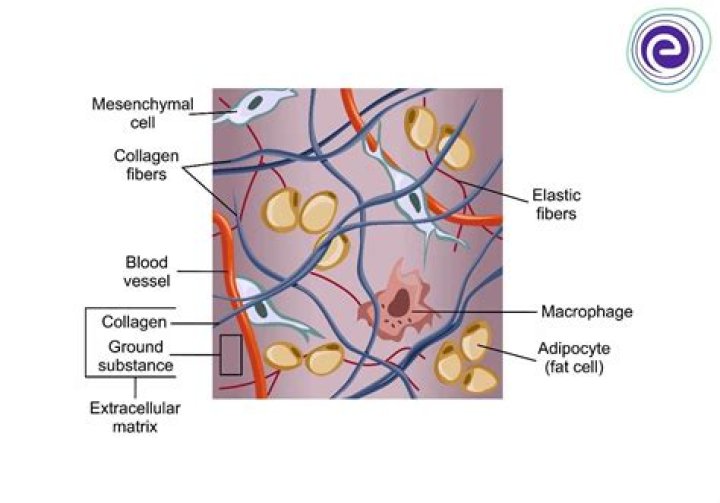 What cells are found in the intercellular material