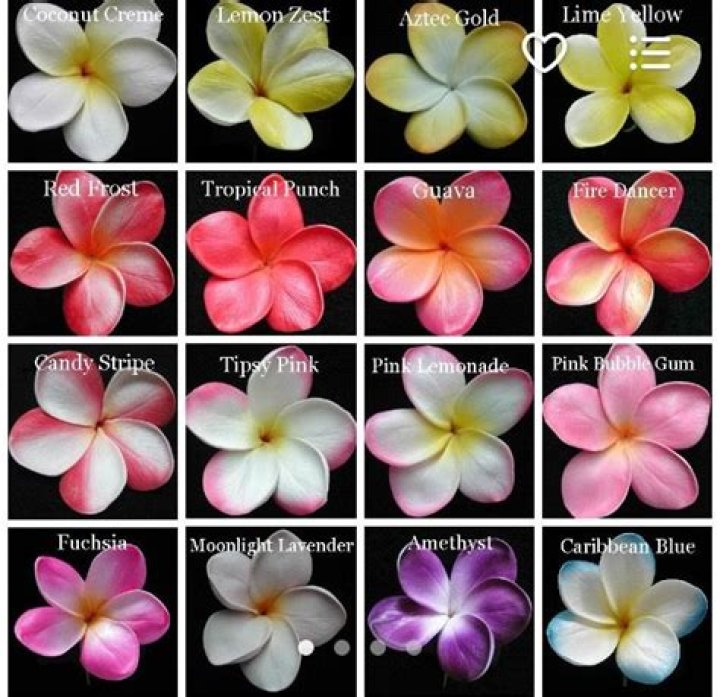 What color are plumeria flowers