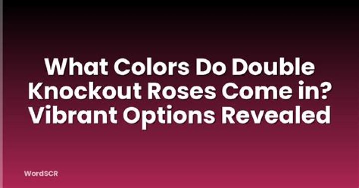 What colors are double knockout roses