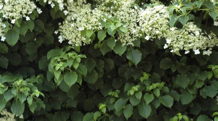 What colors do climbing hydrangeas come in