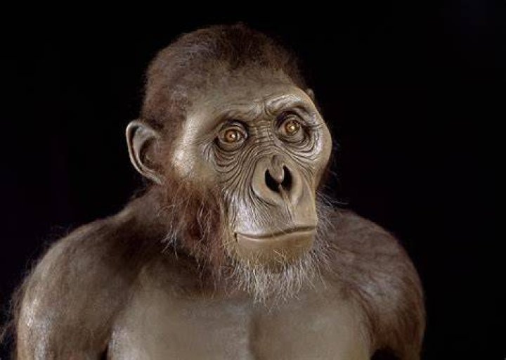 What did the Australopithecus look like?