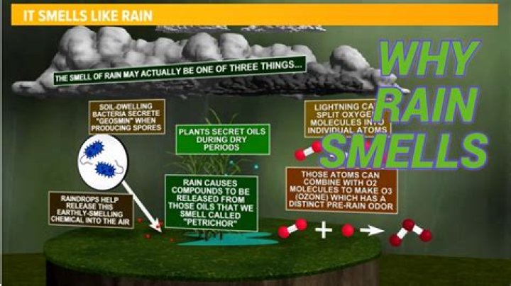 What did the trees smell like in The Lorax