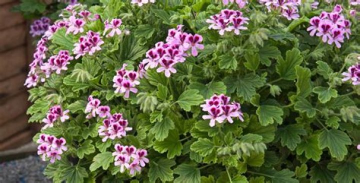 What diseases do geraniums get