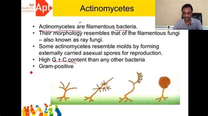 What do actinomycetes do