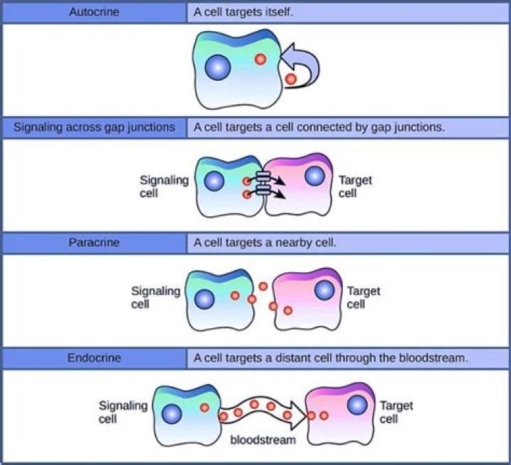 What do autocrine cells target