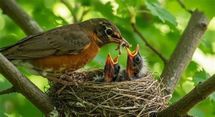 What do Carolina wrens feed their babies