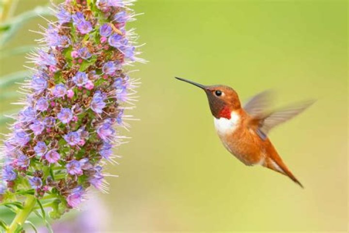 What do hummingbirds do during the day
