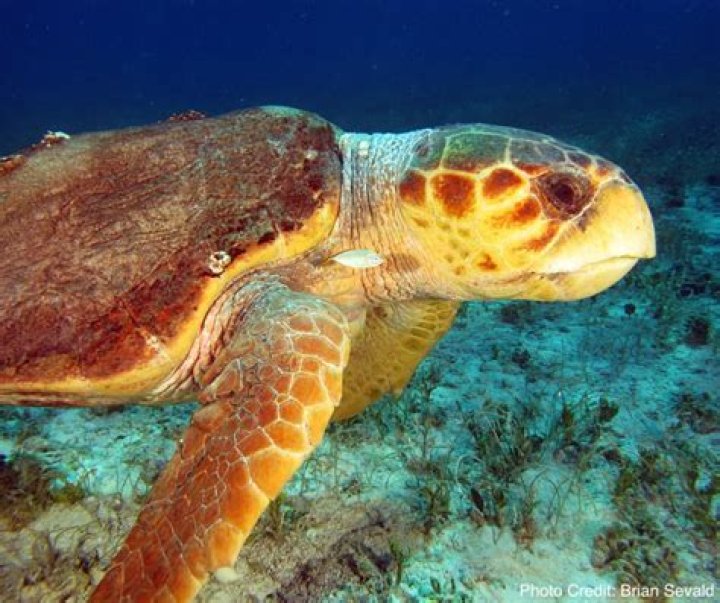 What do loggerhead turtles do
