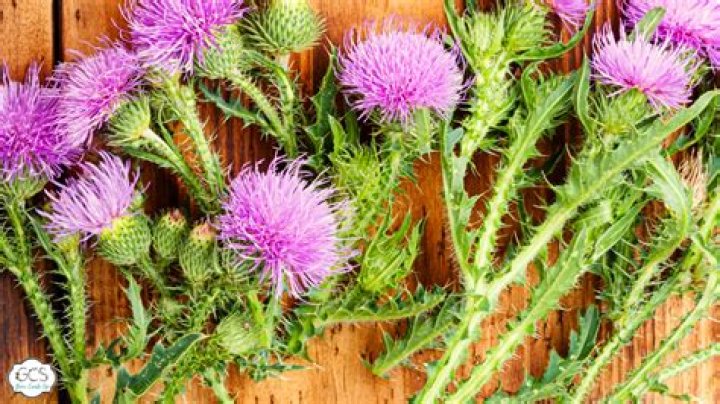What do thistles taste like