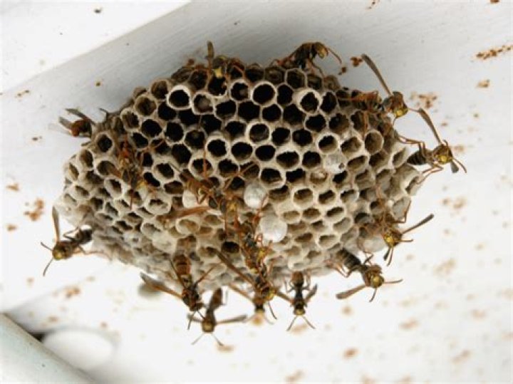 What does a bees nest look like