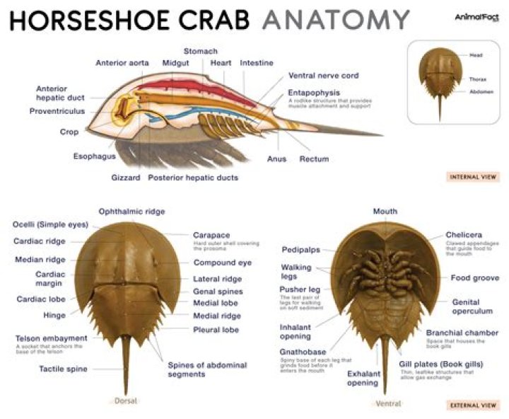 What does a horseshoe crab do