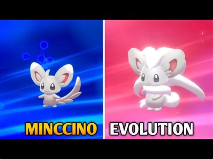 What does a Minccino evolve into?