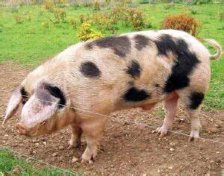 What does a spot pig look like