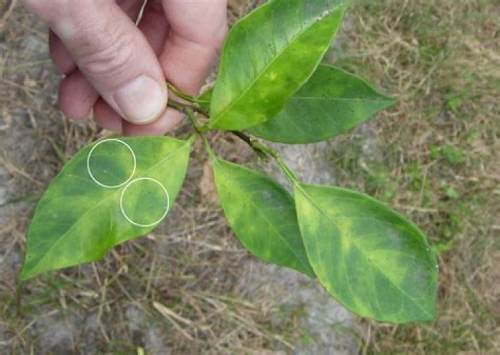 What does citrus greening disease look like