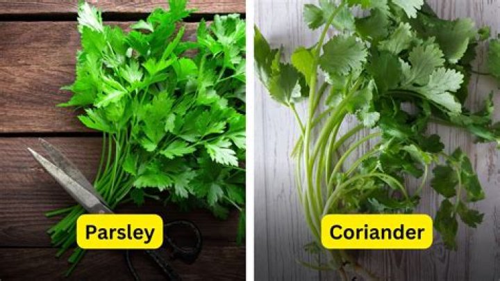 What does coriander root look like