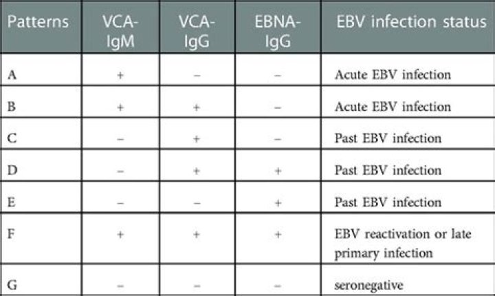 What does EBV AB positive mean?