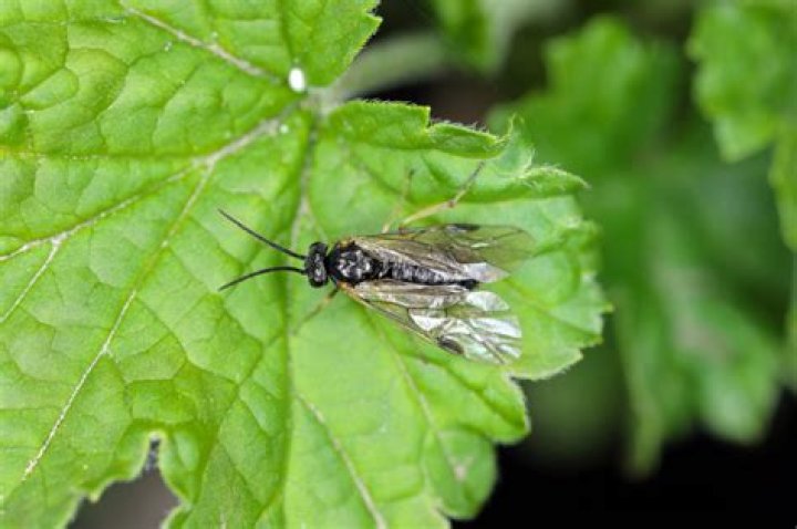 What does gooseberry sawfly look like