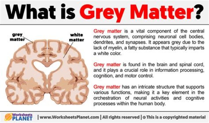 What does GREY matter do in the brain