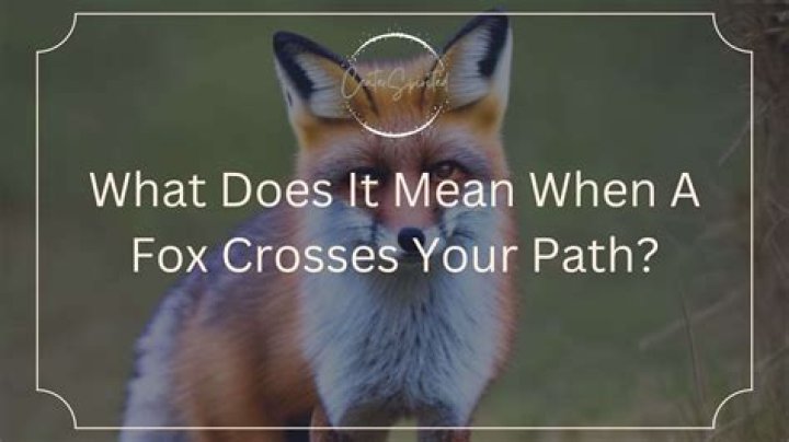 What does it mean when a groundhog crosses your path