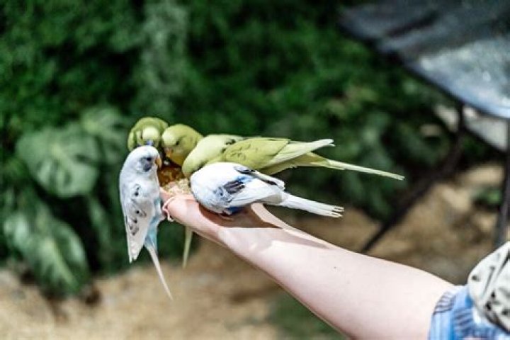 What does like a bird in the hand mean