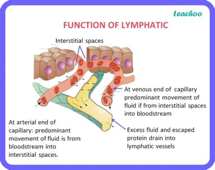 What does lymph fluid consist of