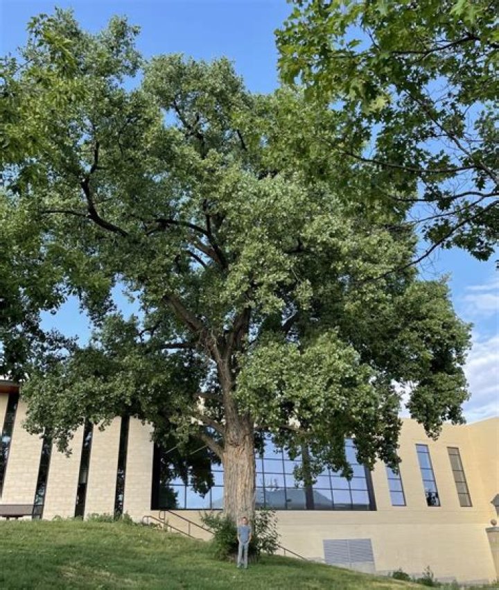 What does the bark on a cottonwood tree look like
