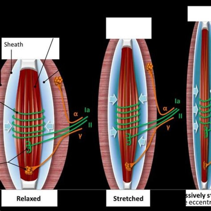 What does the muscle spindle do