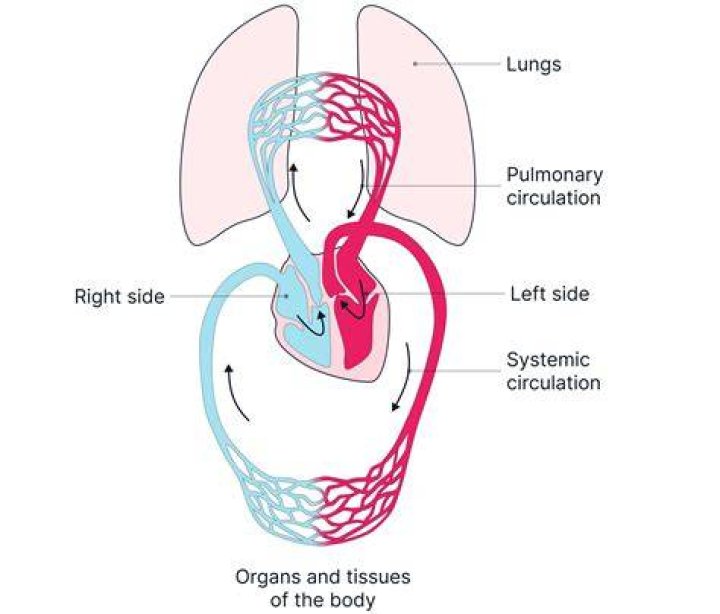 What does the systemic circulation do?