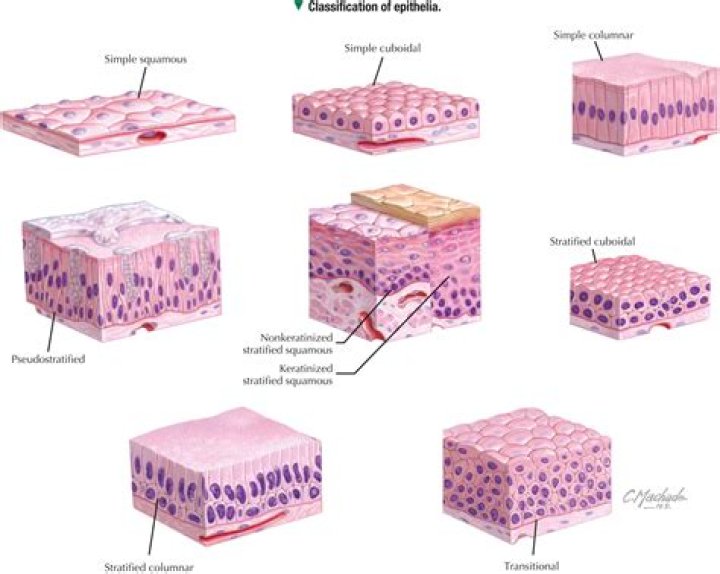 What epithelium lines the duct of sweat glands