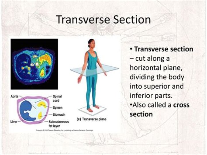 What exercises occur in the transverse plane